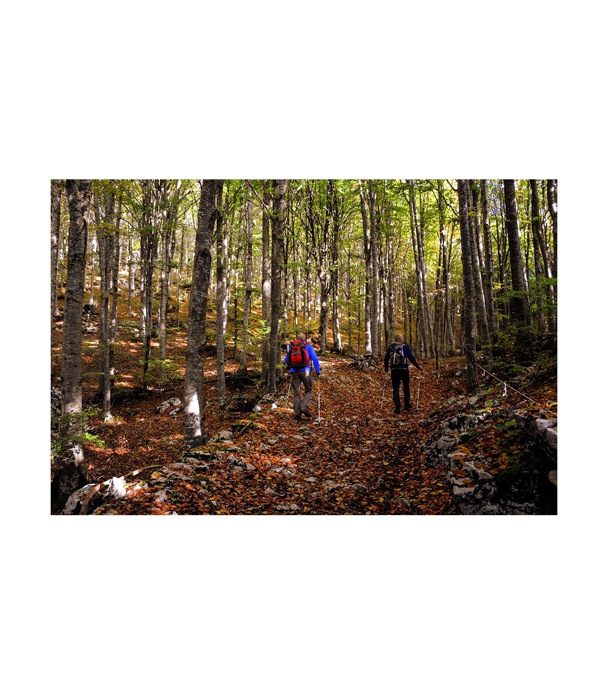 KIJKI KIJE TREKKINGOWE DO CHODZENIA REGULOWANE 110-135 KOMPAS + AKCESORIA